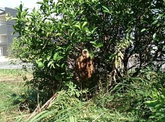 中川区かの里の草刈り中に発見!!