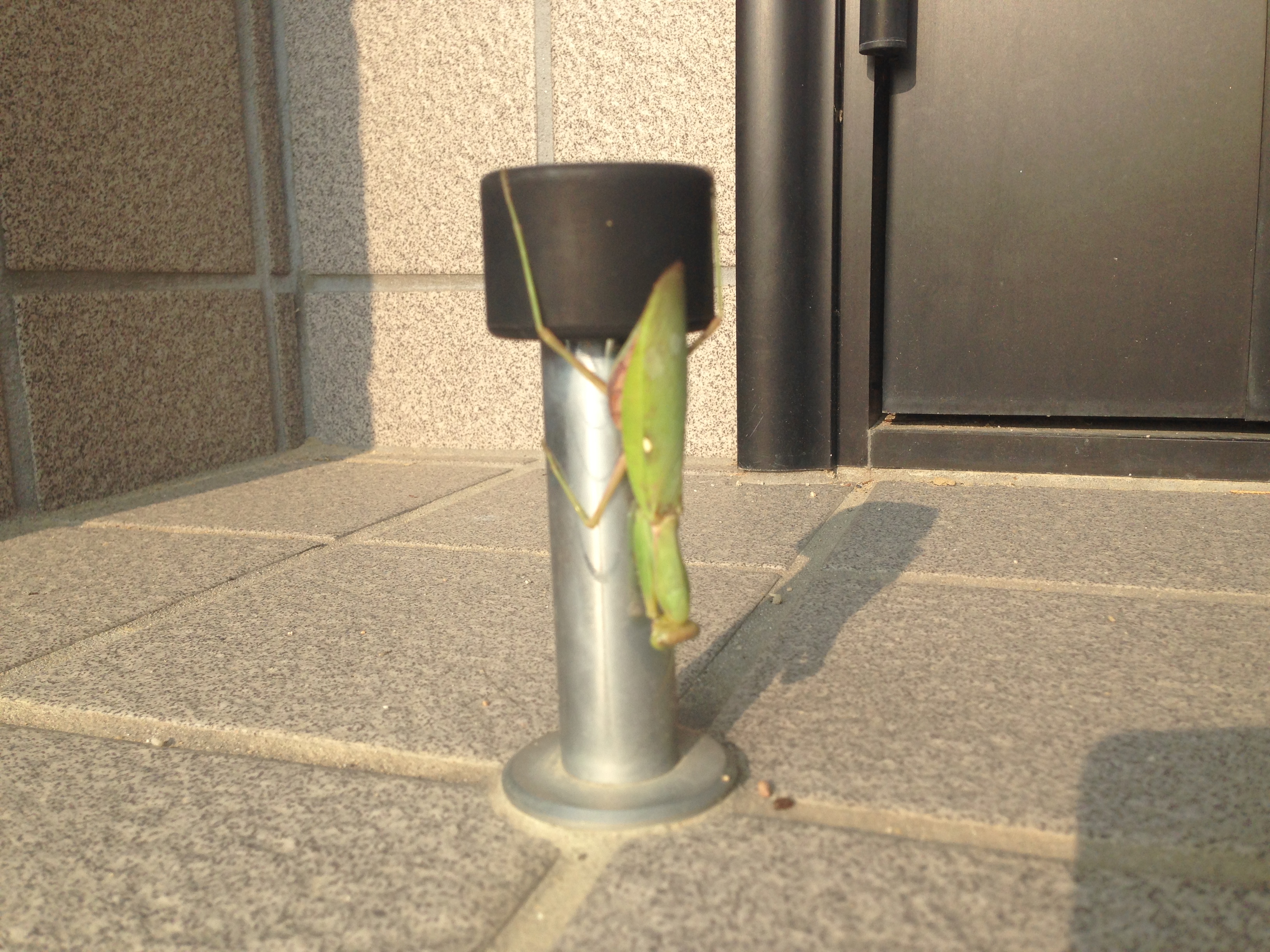 命がけのポールダンス