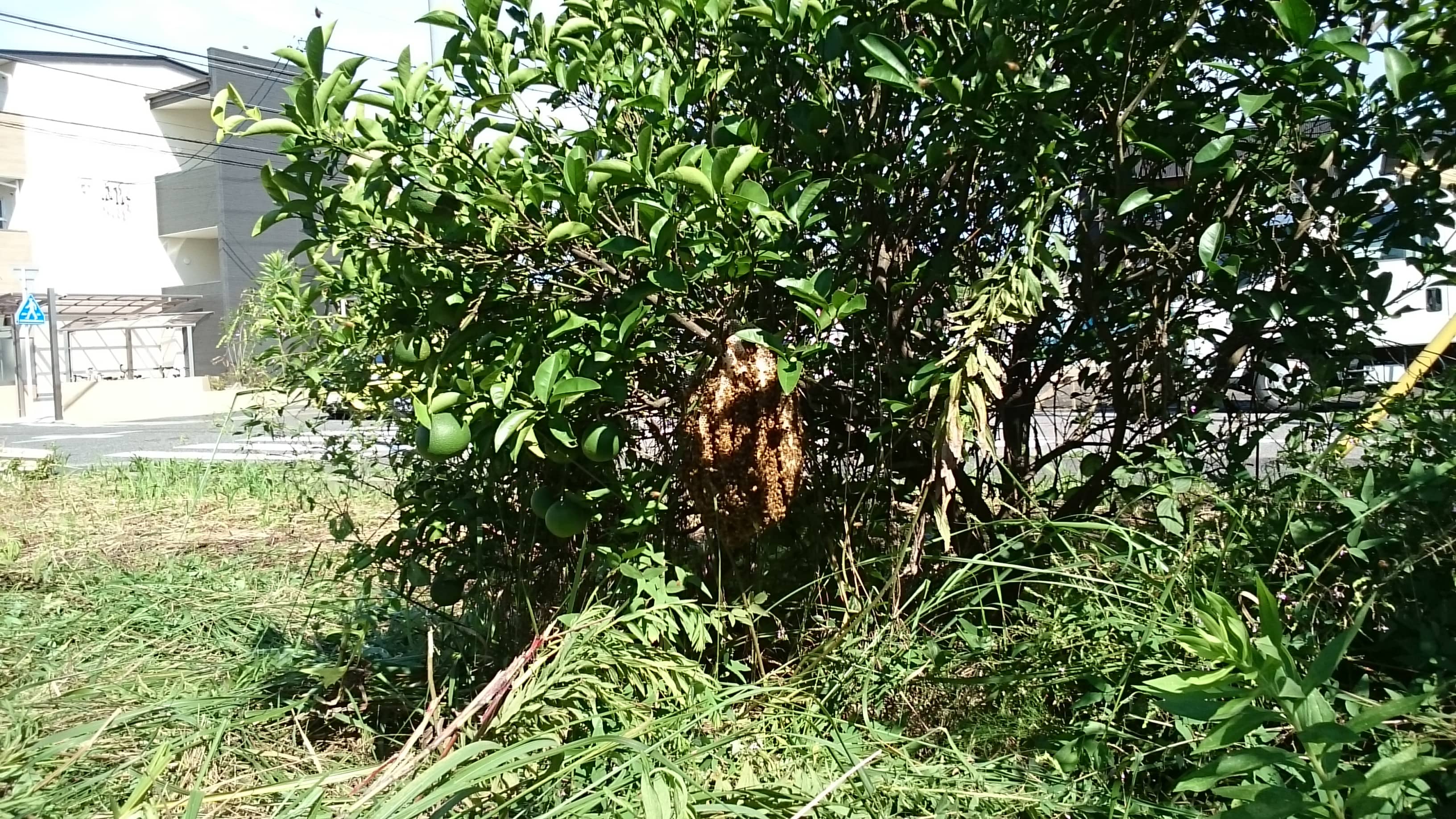 中川区かの里の草刈り中に発見！！